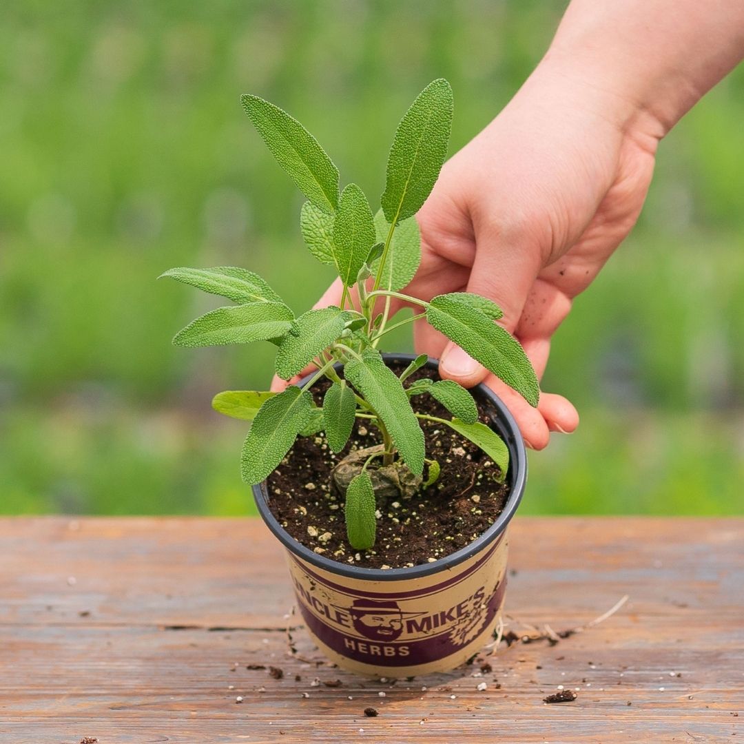 Sage – Grey – 4″ Pot